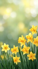Fototapeta premium Vibrant yellow daffodils blooming in lush green grass with soft blurred background ambiance
