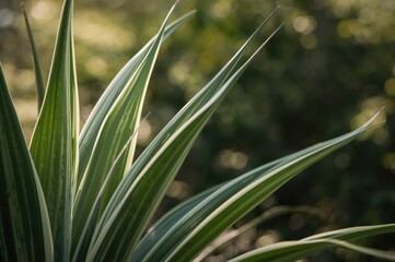 Obraz premium Leaves of the spider plant featuring a white stripe along the edges