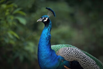 The majestic charm of the forest. Male peafowl displaying vibrant feathers.