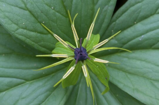 Herb Paris (Paris quadrifolia), Emsland, Lower Saxony, Germany