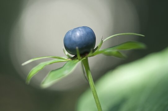Herb Paris (Paris quadrifolia), Emsland, Lower Saxony, Germany