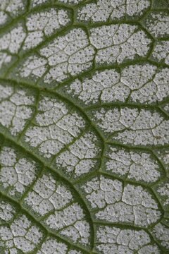 Caucasian forget-me-not (Brunnera macrophylla Jack Frost), leaf pattern, Emsland, Lower Saxony, Germany