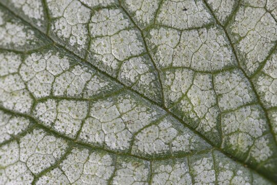 Caucasian forget-me-not (Brunnera macrophylla Jack Frost), leaf pattern, Emsland, Lower Saxony, Germany