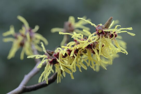 Witch hazel (Hamamelis mollis Pallida), Emsland, Lower Saxony, Germany