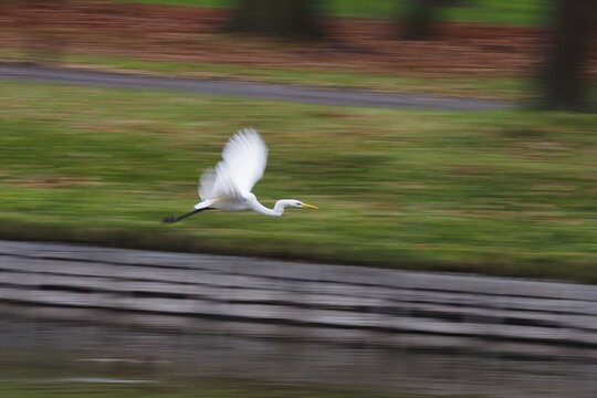A great egret (Ardea alba) flies dynamically over an area of water with a blurred background, tracking shot, motion blur, Hesse, Germany