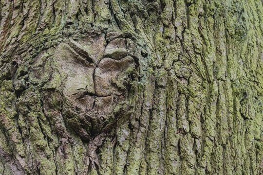 Close-up of a tree bark with moss growth in natural green tones, tree face, face-like structure, Hesse, Germany
