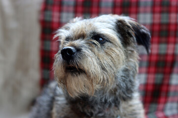  Border Terrier dog close up portrait. Adorable pet