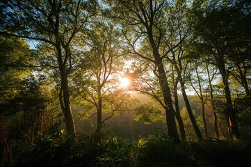 Obraz premium Sunlight Filtering Through Dense Woodland Trees