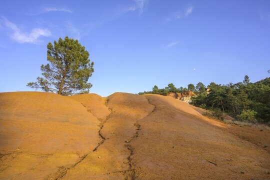 Single Aleppo pine (Pinus halepensis) and ochre rock Colorado de Rustrel, Rustrel, D&eacute;partement Vaucluse, France