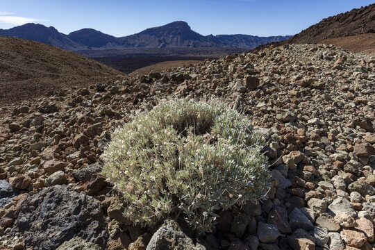 Flowering gorse, Cytisus supranubius, syn.: Spartocytisus supranubius, El Teide National Park, World Heritage Site, Tenerife, Canary Islands, Spain