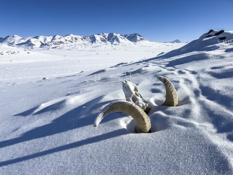 Skull of a Marco Polo sheep (Ovis ammon polii), Pamir-Argali, Pamir wild sheep, Pamir plateau, Gorno-Badakhshan province, Tajikistan, Central Asia