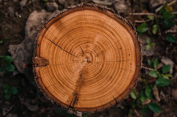 Detailed close-up of a cross-sectioned tree trunk showing growth rings