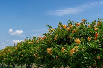 Dense line of hibiscus tiliaceus plants under the sky