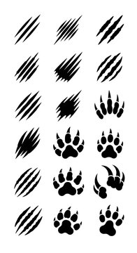 Animal Claw Marks and Paw Prints.