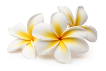 Flower frangipani petal plant.