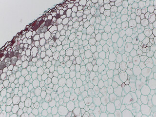 Cross-Section of a Marattia Fern Root © Mohammed