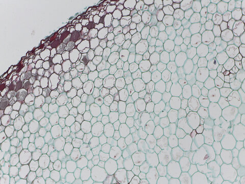 Cross-Section of a Marattia Fern Root