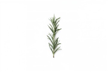 Fototapeta premium Borders of Rosemary Leaves