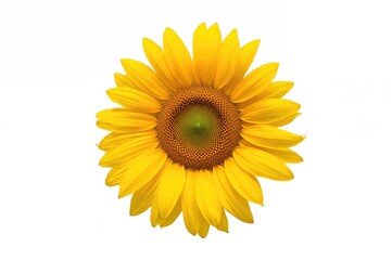 Fototapeta premium Single stunning sunflower isolated on a white backdrop with clipping path