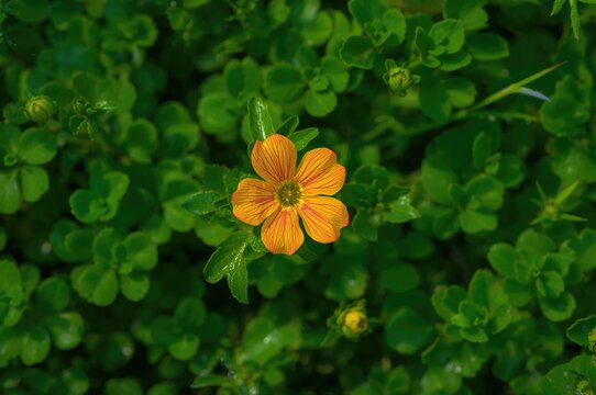 Also known as rose moss, eleven o'clock, Mexican rose, moss rose, sun rose, rock rose, and moss-rose purslane, Portulaca grandiflora has many popular names.