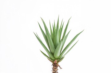 Fototapeta premium Single Agave Plant Against a White Backdrop