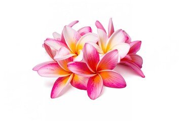 Fototapeta premium Single plumeria blossoms in shades of pink, white, and yellow displayed on a plain white backdrop