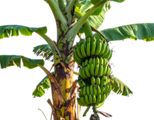  Banana Plant with Growing Fruit Cluster PNG