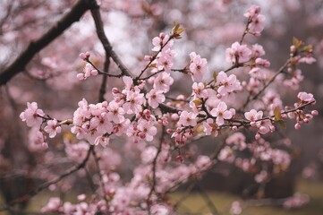 Obraz premium Springtime Cherry Blossoms Blooming on Branches