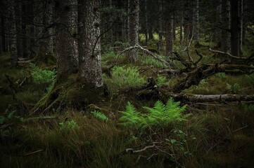 Obraz premium Gloomy woodland setting with ancient firs covered in moss and detailed fern foliage, tree trunks visible in the backdrop