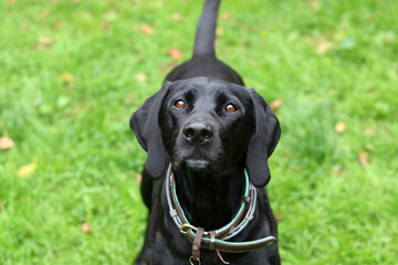 Black Pointer dog on the green grass in the park. Portrait of a happy pet