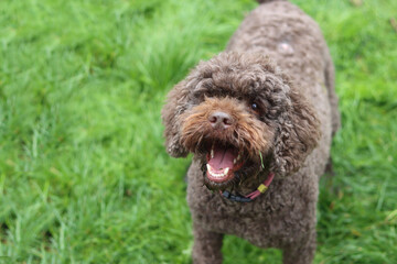 Cute brown doodle dog playing on a green grass in the garden