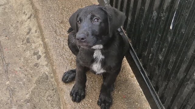 German shorthaired pointer puppy sits and watches attentively on a wet sidewalk. Expressive, intelligent eyes show curiosity, gentle temperament, and alert observation.