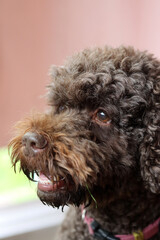 Close up portrait of a curly brown doodle dog. Cute companion dog. 