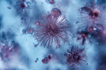 Microscopic view of onion cells