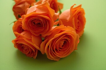 Naklejka premium Orange roses arranged on a green paper surface, isolated floral design for spring and summer celebrations