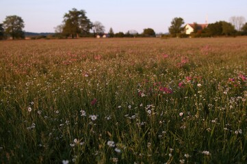 Close-up of tiny white blossoms on a meadow backdrop with scattered pink blooms in rural setting. Captured with a phone during twilight.
