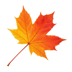 Obraz premium Vibrant maple leaf showcasing autumnal hues against a clean, uncluttered presentation
