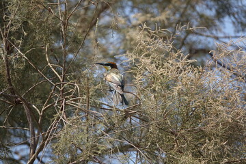 the European bee eater (Merops apiaster) beautiful wild birds of Egypt
