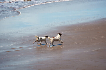Dogs playing on the beach