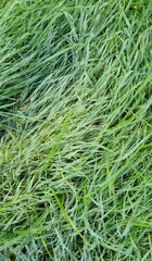 close-up lawn of mixed grass in the morning for background and text. Selective focus.
