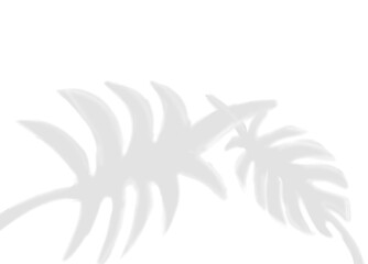 Realistic Monstera leaf shadow overlay with tropical summer sunlight effect, perfect for transparent PNG background designs.
