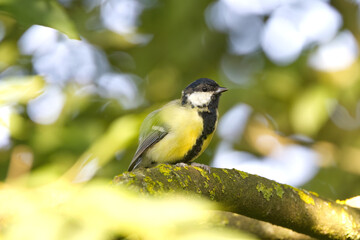 Parus major from the side, great tit among blurred yellow-green leaves, green background, cute great tit surrounded by green-yellow leaves on a branch, bokeh in the background, trees in the background