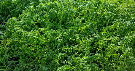 Close-up of phacelia grass green manure in the morning for background and text. Selective focus.