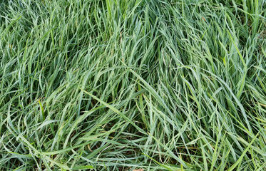 close-up lawn of mixed grass in the morning for background and text. Selective focus.