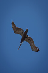 Close up of a bird flying