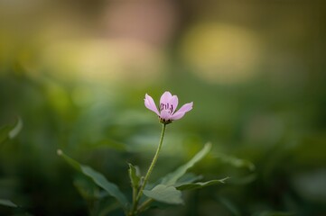 Close-up of a small pink blossom with a soft, out-of-focus backdrop