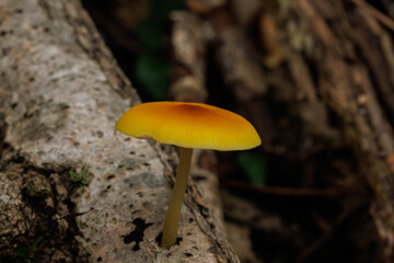 森の木陰に生える白いキノコ