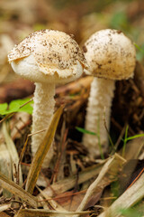 森の木陰に生える白いキノコ