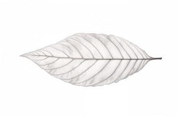 White Background Featuring a Leaf Skeleton