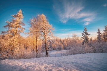 Admire the stunning snowy landscape with trees in the cold season